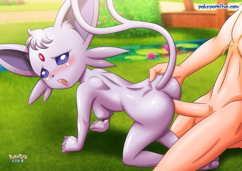 1boy 1girl 1girls anthro ass balls bbmbbf blush breasts doggy_position espeon furry human male male/female nintendo nipples nude open_mouth palcomix penetration penis pokemon pokephilia pokepornlive sex tongue